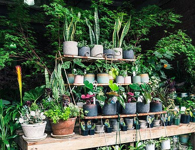 Garden Street Garden, South Yarra | Weekly local business feature